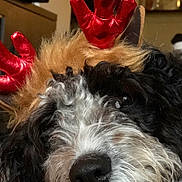 Jara is registered to the contest to win money with this photo: dog, pet, reindeer_antlers, holiday, christmas, costume, fluffy_fur, black_fur, white_fur, brown_fur, close_up, portrait, sleepy, resting, couch, indoor, home, cozy, nose, animal