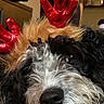 dog, pet, reindeer_antlers, holiday, christmas, costume, fluffy_fur, black_fur, white_fur, brown_fur, close_up, portrait, sleepy, resting, couch, indoor, home, cozy, nose, animal
