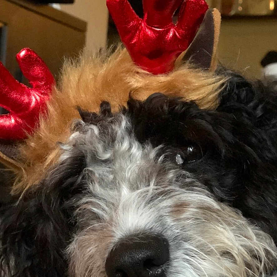 Jara is registered to the contest to win money with this photo: dog, pet, reindeer_antlers, holiday, christmas, costume, fluffy_fur, black_fur, white_fur, brown_fur, close_up, portrait, sleepy, resting, couch, indoor, home, cozy, nose, animal