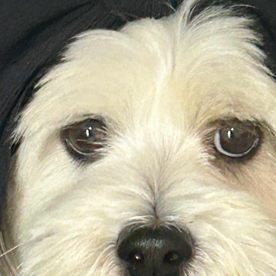 Milo