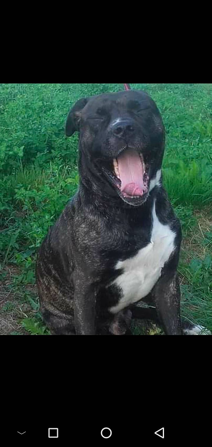 Ikar participe au concours pour gagner de l'argent avec cette photo : alaunt, american_bulldog, american_pit_bull_terrier, american_staffordshire_terrier, bandog, bully_kutta, canidae, carnivore, dog, dog_breed, mammal, molosser, non_sporting_group, perro_de_presa_canario, pit_bull, rare_breed_dog, snout, sporting_group, staffordshire_bull_terrier, vertebrate