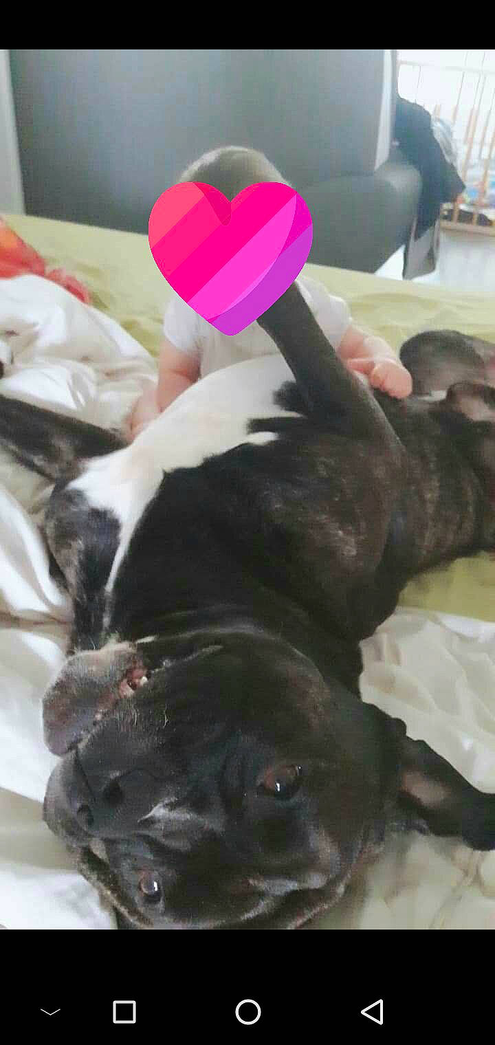 Ikar a rejoint le concours — aidez-le/la à gagner de superbes lots ! american_pit_bull_terrier, boston_terrier, canidae, carnivore, dog, dog_breed, ear, fawn, french_bulldog, non_sporting_group, olde_english_bulldogge, pit_bull, puppy, snout, sporting_group