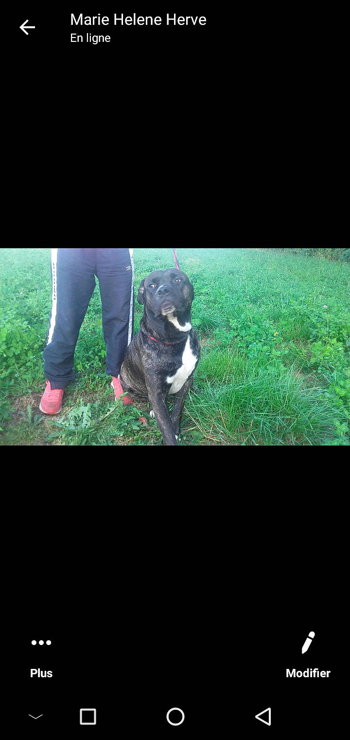 Ikar participe au concours pour gagner de l'argent avec cette photo : american_pit_bull_terrier, american_staffordshire_terrier, bandog, bully_kutta, cane_corso, canidae, carnivore, companion_dog, dog, dog_breed, grass, guard_dog, mammal, non_sporting_group, sporting_group, staffordshire_bull_terrier, tail, vertebrate