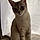 Nala