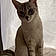 Nala