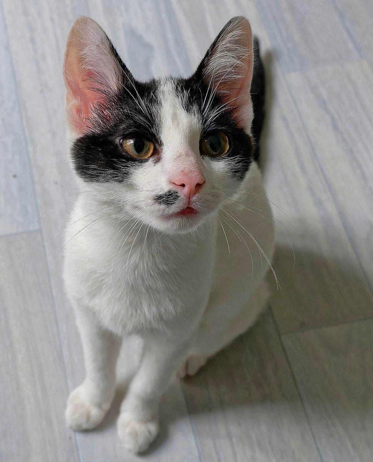 Oshka a rejoint le concours — aidez-le/la à gagner de superbes lots ! cat, black_and_white, pet, animal, cute, fur, whiskers, ears, floor, indoor, looking_up, close_up, pink_nose, sitting, domestic_cat, curious, feline, portrait, young_cat, soft_texture