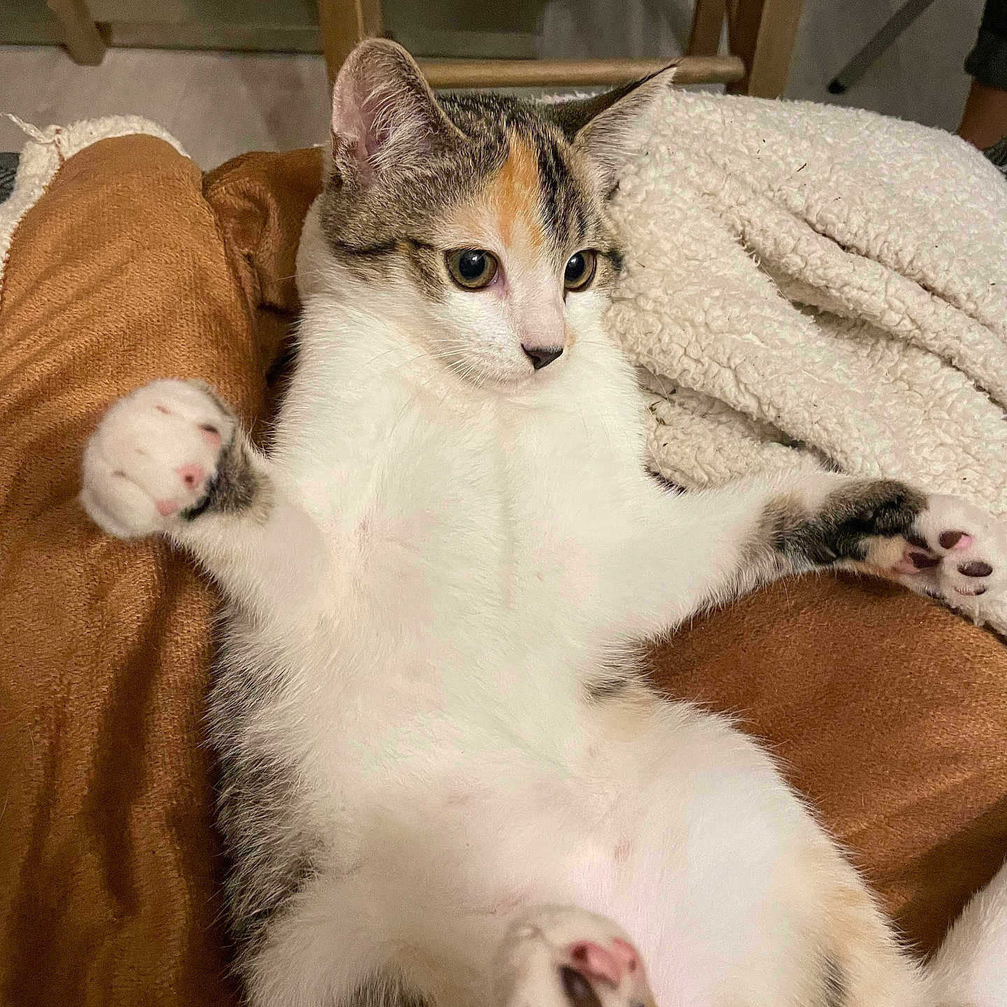 Pepsy a rejoint le concours — aidez-le/la à gagner de superbes lots ! abyssinian, animal, bed, bedroom, blanket, cat, chair, couch, furniture, hardwood, indoors, kitten, manx, person, pet, quilt, siamese, sleeping, towel, wood