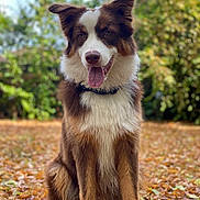 Alpha a rejoint le concours — aidez-le/la à gagner de superbes lots ! dog, brown, white, sitting, tongue_out, ears_up, autumn, leaves, outdoor, nature, fur, pet, canine, portrait, grass, blurred_background, daylight, happy, collar, friendly