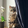 cat, closeup, curious, curtain, cute, domestic_animal, feline, indoor, kitten, natural_light, orchid, pet, plant, pot, sitting, striped_fur, tabby, window, wooden_surface, young_animal