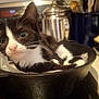 Runt joined the competition — help win amazing prizes! animal, black_and_white, cast_iron_skillet, cat, close_up, curious, cute, domestic, feline, fur, indoor, kitchen, kitten, metal_container, pet, relaxed, small, stove, utensils, whiskers