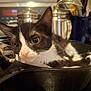 Runt is registered to the contest to win money with this photo: animal, background_blur, black_and_white, canisters, cast_iron_skillet, cat, close_up, curious, domestic, ears, feline, indoors, kitchen, kitten, pet, pink_nose, resting, stove, utensils, whiskers