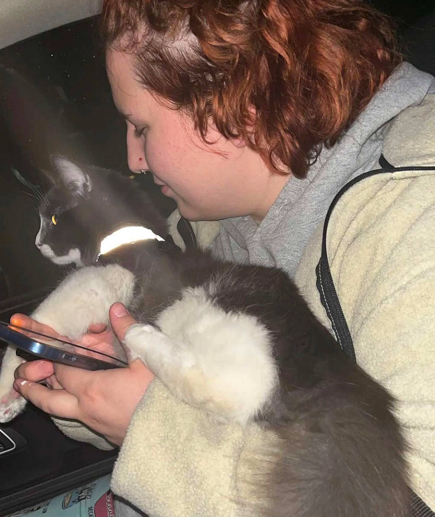 Bentley joined the competition — help win amazing prizes! canidae, carnivore, cat, comfort, companion_dog, dog_breed, ear, felidae, finger, fur, gesture, hand, lap, mammal, nail, organ, small_to_medium_sized_cats, vertebrate, whiskers, wrist