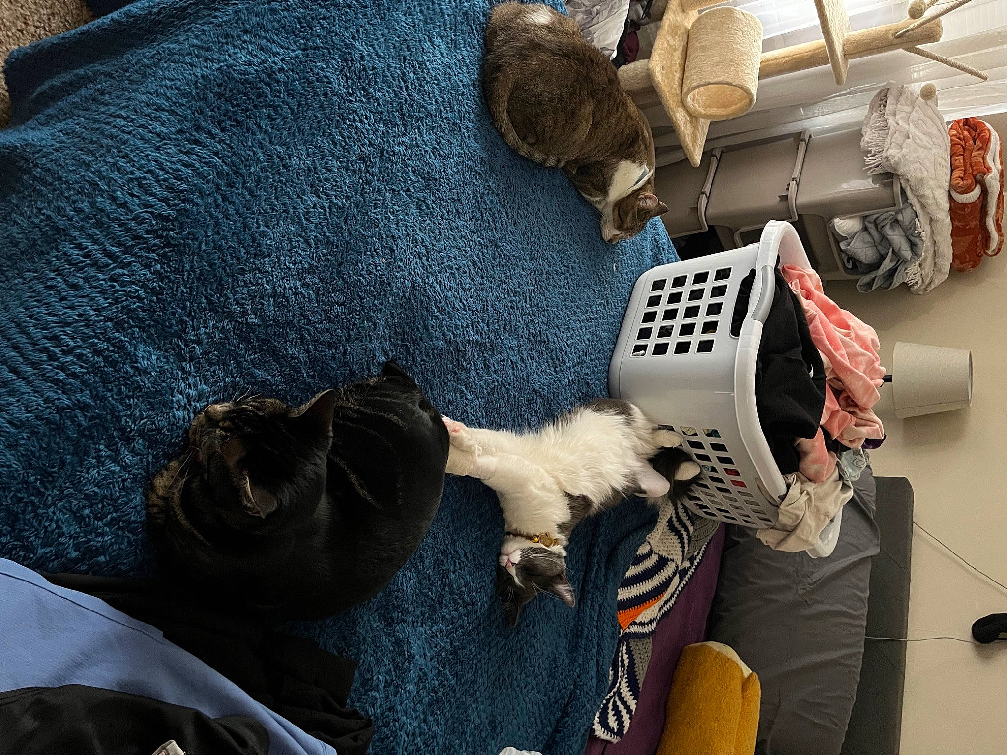 Bentley joined the competition — help win amazing prizes! audio_equipment, bag, black, carnivore, comfort, companion_dog, eyewear, fashion_accessory, fur, headgear, helmet, luggage_and_bags, motor_vehicle, personal_protective_equipment, room, shoe, stuffed_toy, textile, toy, vehicle_door