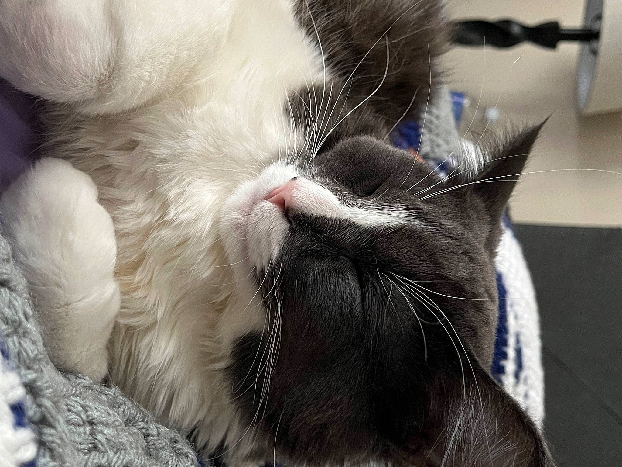 Bentley joined the competition — help win amazing prizes! black_cat, carnivore, cat, claw, comfort, domestic_short_haired_cat, ear, felidae, foot, fur, grey, nap, paw, sleep, small_to_medium_sized_cats, snout, tail, whiskers