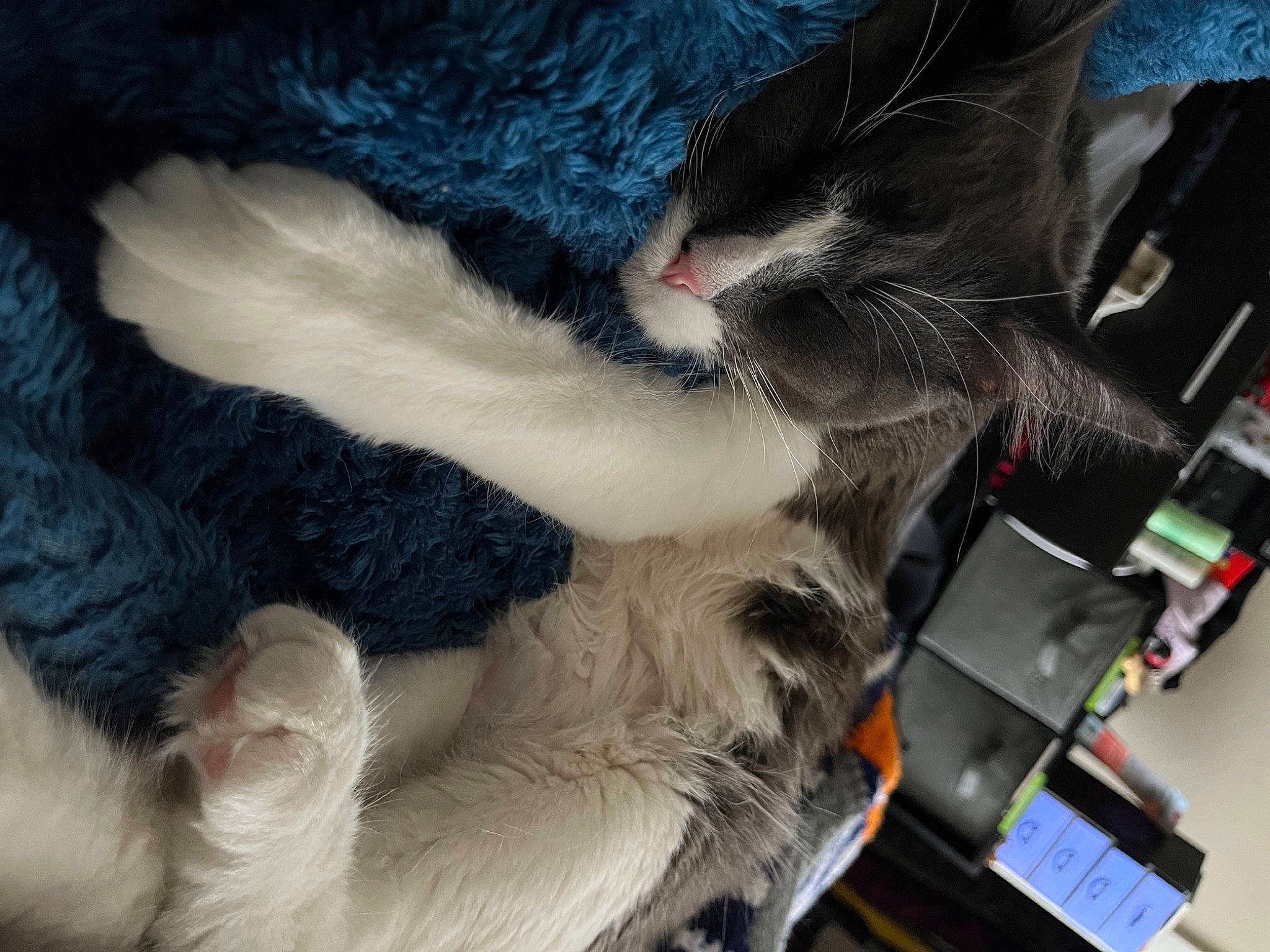 Bentley joined the competition — help win amazing prizes! auto_part, carnivore, cat, claw, comfort, computer_keyboard, dog_breed, domestic_short_haired_cat, felidae, foot, fur, gadget, human_leg, lap, paw, small_to_medium_sized_cats, sporting_group, tail, thigh, whiskers