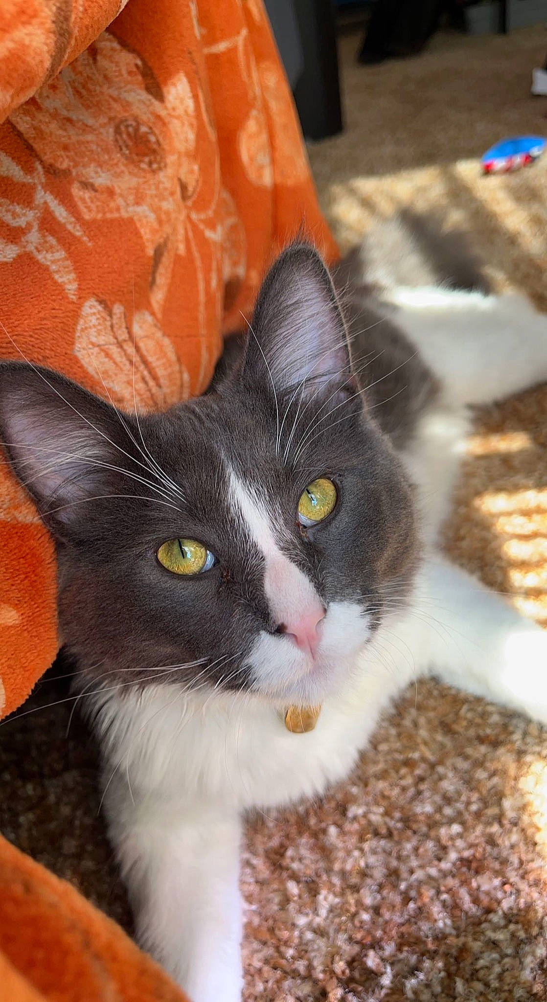 Bentley joined the competition — help win amazing prizes! carnivore, cat, cat_supply, claw, comfort, domestic_short_haired_cat, eye, felidae, flooring, fur, iris, paw, small_to_medium_sized_cats, snout, tail, whiskers