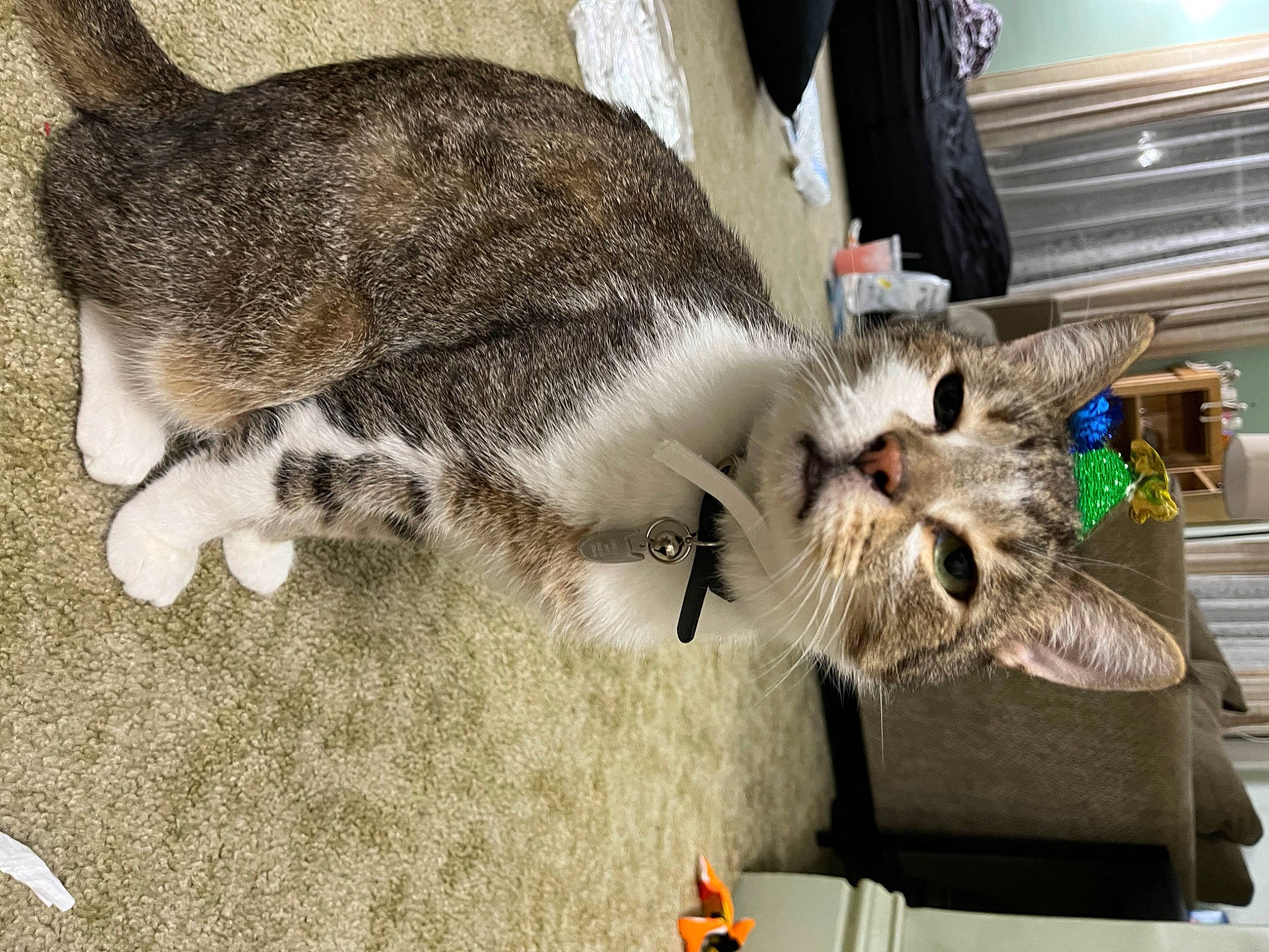 Biggie is registered to the contest to win money with this photo: canidae, carnivore, cat, claw, collar, domestic_short_haired_cat, felidae, fur, paw, small_to_medium_sized_cats, snout, sporting_group, tail, terrestrial_animal, whiskers