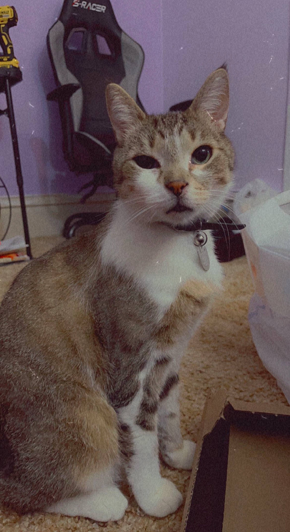 Biggie is registered to the contest to win money with this photo: carnivore, cat, domestic_short_haired_cat, door, felidae, fur, paw, small_to_medium_sized_cats, snout, tail, terrestrial_animal, whiskers, window