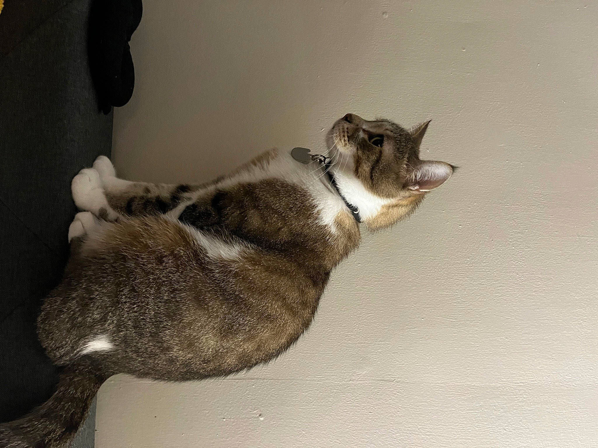 Biggie joined the competition — help win amazing prizes! canidae, carnivore, cat, claw, comfort, domestic_short_haired_cat, eye, fawn, felidae, fur, grey, jaw, nap, paw, sleep, small_to_medium_sized_cats, snout, tail, terrestrial_animal, whiskers