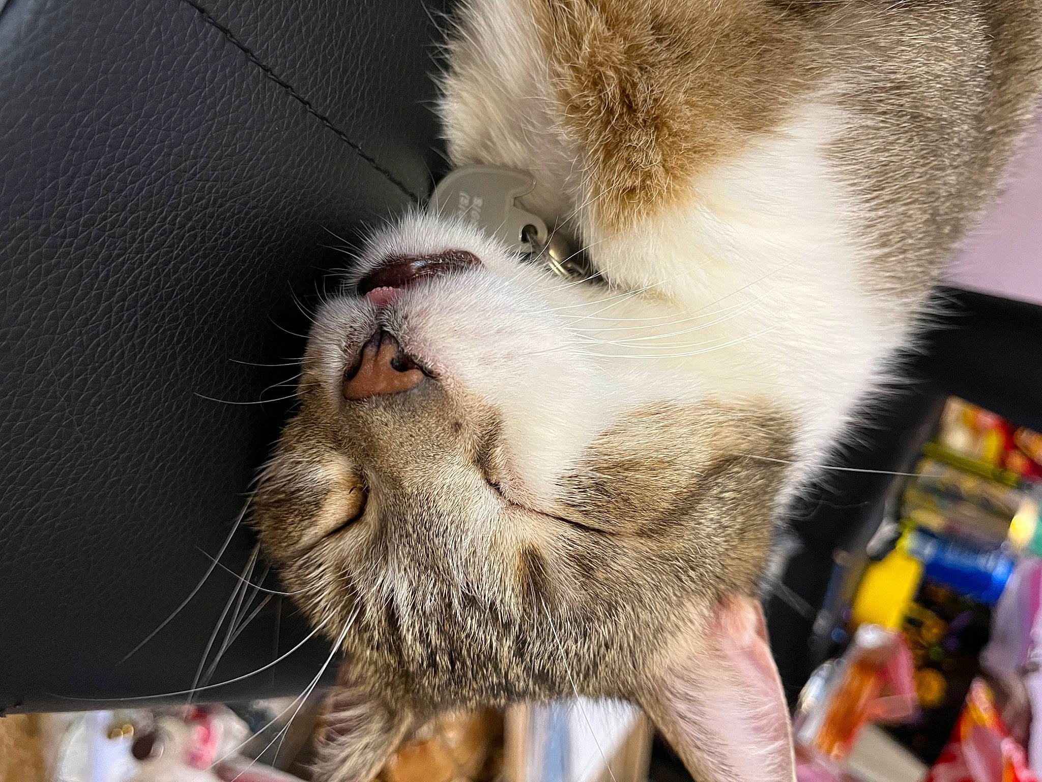 Biggie is registered to the contest to win money with this photo: animal_shelter, canidae, carnivore, cat, claw, domestic_short_haired_cat, fang, fawn, felidae, fur, paw, small_to_medium_sized_cats, snout, tail, terrestrial_animal, whiskers, wildlife, yawn