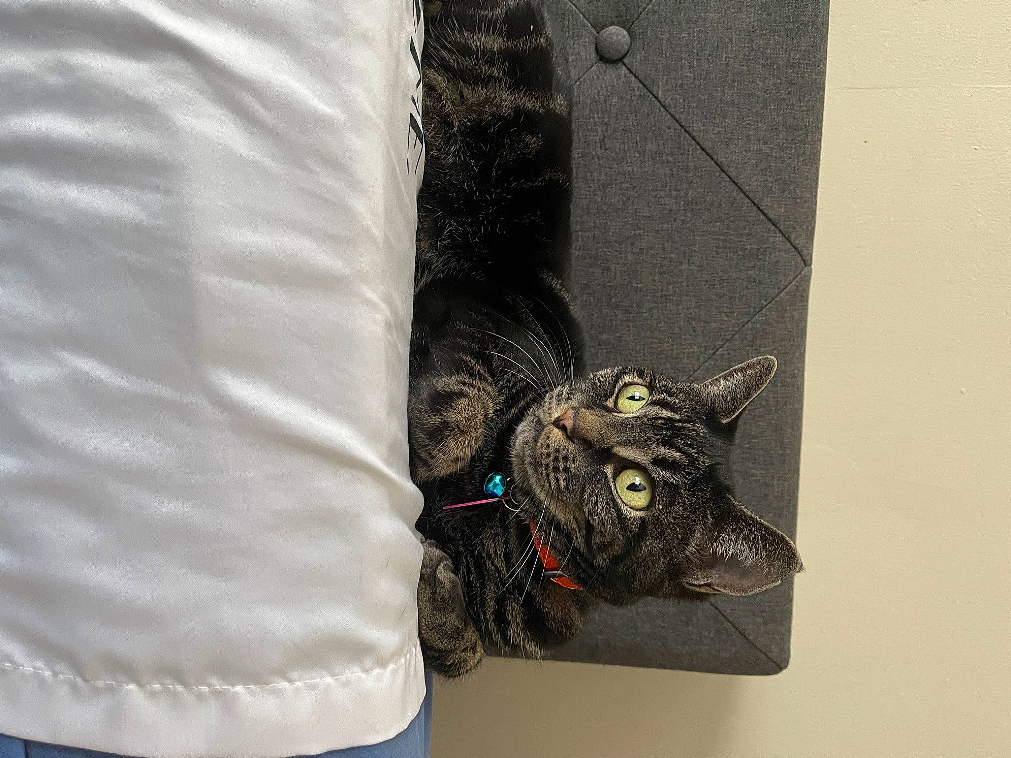 Liza is registered to the contest to win money with this photo: art, bird_of_prey, carmine, carnivore, fashion_accessory, felidae, fur, grey, hat, metal, pattern, personal_protective_equipment, sculpture, sleeve, small_to_medium_sized_cats, snout, t_shirt, textile, visual_arts, whiskers