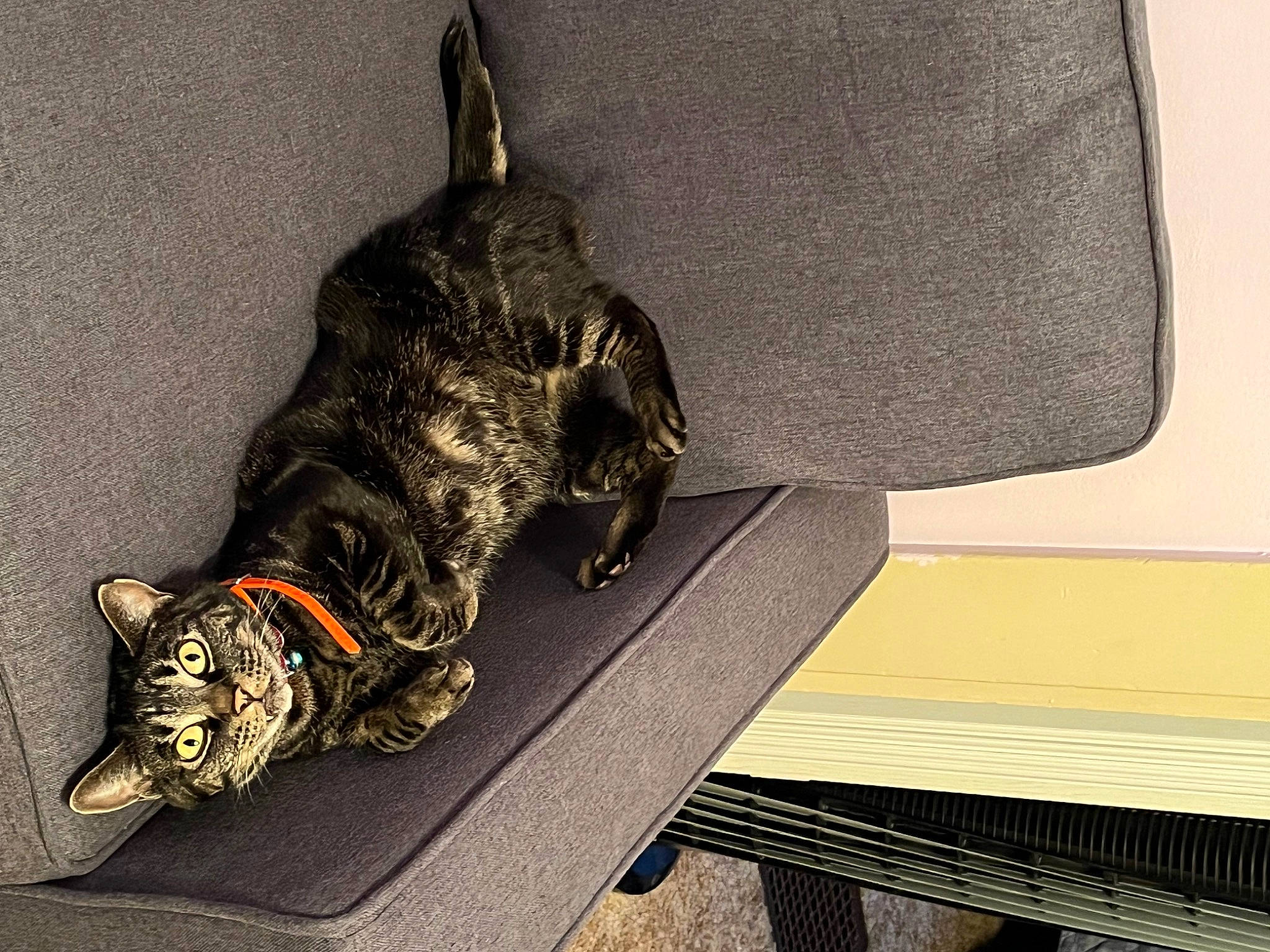 Liza is registered to the contest to win money with this photo: carnivore, cat, comfort, dog_breed, domestic_short_haired_cat, felidae, floor, flooring, fur, grey, leg, outdoor_furniture, paw, rectangle, small_to_medium_sized_cats, snout, sporting_group, tail, whiskers, wood