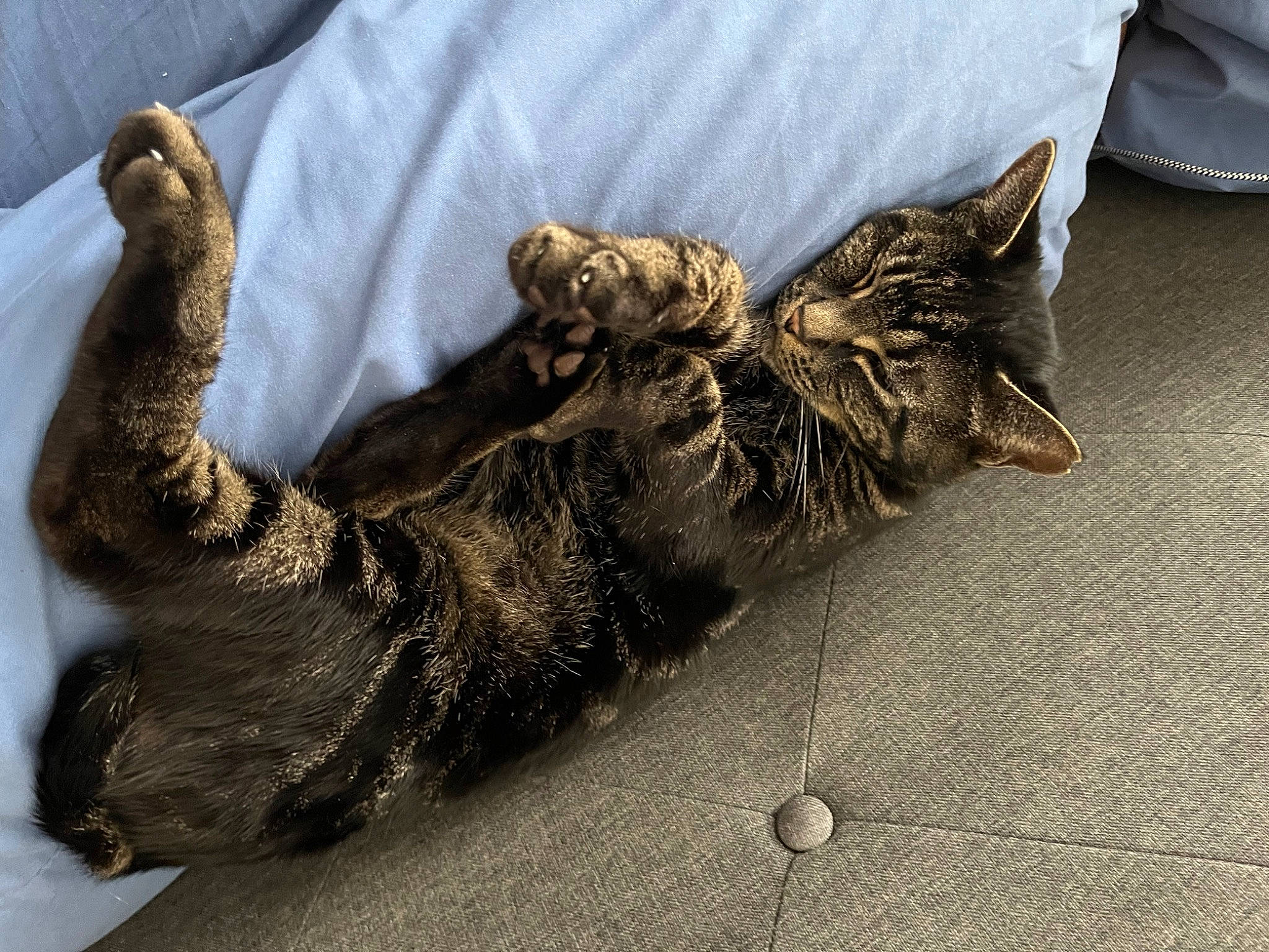 Liza is registered to the contest to win money with this photo: canidae, carnivore, cat, claw, comfort, dog_breed, domestic_short_haired_cat, felidae, flooring, fur, grey, paw, road_surface, serveware, small_to_medium_sized_cats, snout, sporting_group, tail, terrestrial_animal, whiskers