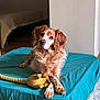 dog, toy, knitted_mouse, cushion, indoor, pet, fur, paws, crossed_paws, brown_fur, white_fur, relaxed, animal, bedroom, floor, light, cozy, soft_lighting, resting, cute