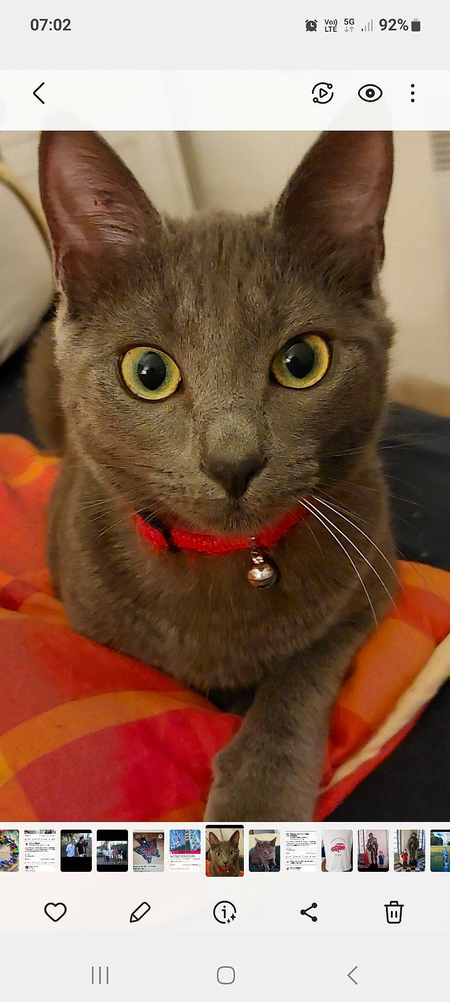 Xena participe au concours pour gagner de l'argent avec cette photo : carnivore, cat, close_up, domestic_short_haired_cat, felidae, fur, photo_caption, small_to_medium_sized_cats, snout, whiskers