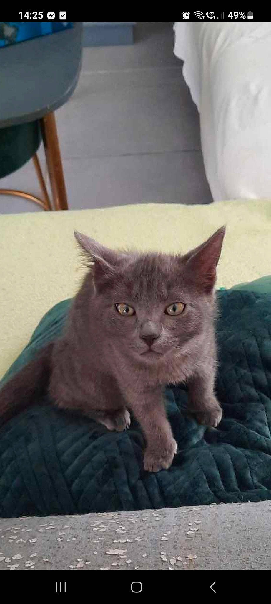 Xena a rejoint le concours — aidez-le/la à gagner de superbes lots ! black_cat, carnivore, cat, claw, comfort, domestic_short_haired_cat, electric_blue, felidae, fur, grey, russian_blue, small_to_medium_sized_cats, snout, tail, terrestrial_animal, whiskers