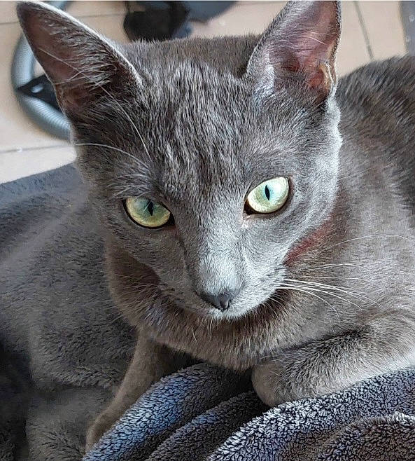 Xena participe au concours pour gagner de l'argent avec cette photo : carnivore, cat, domestic_short_haired_cat, felidae, fur, grey, russian_blue, small_to_medium_sized_cats, snout, terrestrial_animal, whiskers
