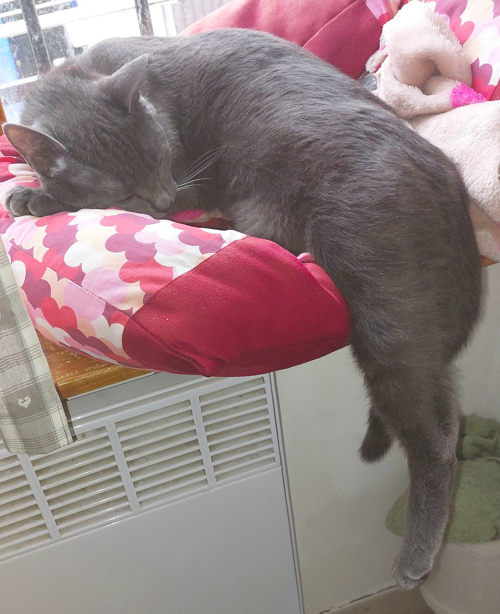 Xena a rejoint le concours — aidez-le/la à gagner de superbes lots ! black_cat, canidae, carnivore, comfort, companion_dog, dog, dog_breed, dog_supply, felidae, fur, linens, liver, magenta, mammal, pet_supply, small_to_medium_sized_cats, snout, sporting_group, tail, vertebrate