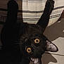 black_cat, cat, pet, indoor, floor, striped_cushion, curious, wide_eyes, shadow, feline, whiskers, ears, close_up, looking_up, cozy, domestic, animal, cute, home, relaxed