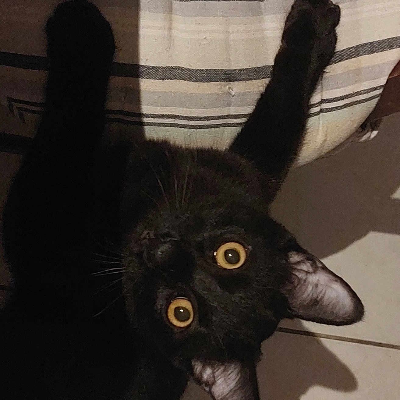 Bagera participe au concours pour gagner de l'argent avec cette photo : animal, black_cat, cat, close_up, cozy, curious, cute, domestic, ears, feline, floor, home, indoor, looking_up, pet, relaxed, shadow, striped_cushion, whiskers, wide_eyes