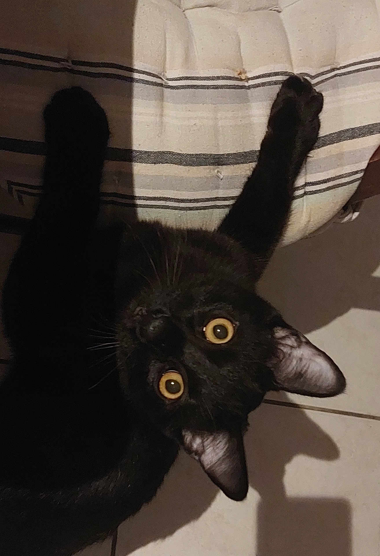 Bagera participe au concours pour gagner de l'argent avec cette photo : black_cat, cat, pet, indoor, floor, striped_cushion, curious, wide_eyes, shadow, feline, whiskers, ears, close_up, looking_up, cozy, domestic, animal, cute, home, relaxed