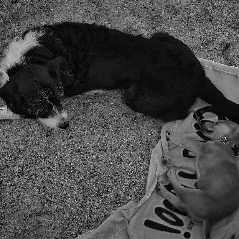 Gribouille participe au concours pour gagner de l'argent avec cette photo : accessories, animal, ball, bodypart, canine, dog, face, head, hound, outdoors, person, pet, photography, pig, portrait, puppy, sleeping, sport, tennis, tennisball