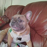 Manolo is registered to the contest to win money with this photo: animal, blanket, brown, chain, collar, companion, couch, cute, dog, ears, face, french_bulldog, green, indoor, leather, pet, relaxed, shirt, tag, white