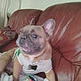 animal, blanket, brown, chain, collar, companion, couch, cute, dog, ears, face, french_bulldog, green, indoor, leather, pet, relaxed, shirt, tag, white