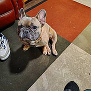 Manolo joined the competition — help win amazing prizes! animal, brown_dog, carpet, collar, companion, cute, dog, domestic, ears, floor, footwear, french_bulldog, furniture, indoor, leather_chair, looking_up, paw, pet, shoe, sitting