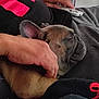 Manolo joined the competition — help win amazing prizes! black, brown, casual, closeup, clothing, comfort, couch, cozy, dog, french_bulldog, hand, indoor, nap, person, pet, puppy, relaxation, remote_control, resting, sleeping