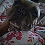 animal, arm, bed, blanket, canine, casual, close_up, companion, cozy, curious, dog, floral_pattern, furniture, home, indoor, person, pet, resting, snout, tattoo