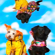 Coco joined the competition — help win amazing prizes! accessorized, black_dog, cloud_background, colorful, cute, dog, dogs, ears, floral_raincoat, fur, pattern, paws, pet, portrait, raincoat, sitting, studio_shot, whimsical, white_dog, yellow_raincoat