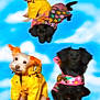accessorized, black_dog, cloud_background, colorful, cute, dog, dogs, ears, floral_raincoat, fur, pattern, paws, pet, portrait, raincoat, sitting, studio_shot, whimsical, white_dog, yellow_raincoat