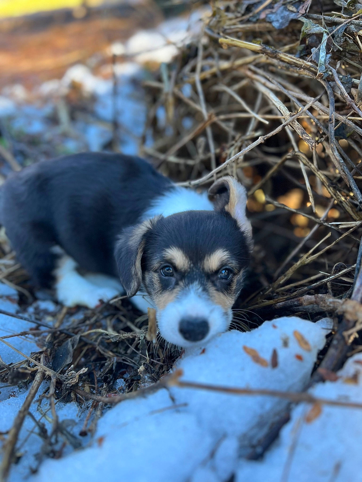 Kyle joined the competition — help win amazing prizes! canidae, carnivore, companion_dog, dog, dog_breed, freezing, fur, herding_dog, snout, snow, soil, sporting_group, terrestrial_animal, tree, twig, wildlife, winter, wood, working_dog