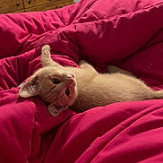 Cider joined the competition — help win amazing prizes! kitten, cat, pet, animal, feline, cute, pink_blanket, bed, indoor, resting, fur, small, young, cozy, sleepy, paw, ears, whiskers, looking_up, domestic