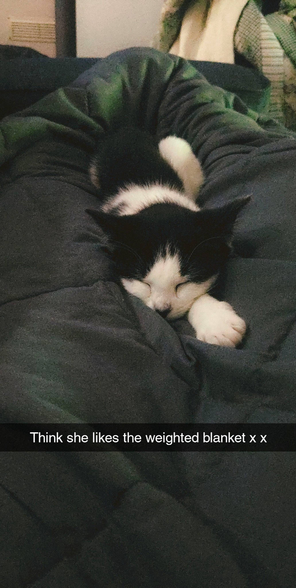 Kitkat joined the competition — help win amazing prizes! carnivore, cat, claw, comfort, darkness, domestic_short_haired_cat, felidae, fur, linens, paw, photo_caption, sleeve, small_to_medium_sized_cats, snout, square, tail, tints_and_shades, whiskers