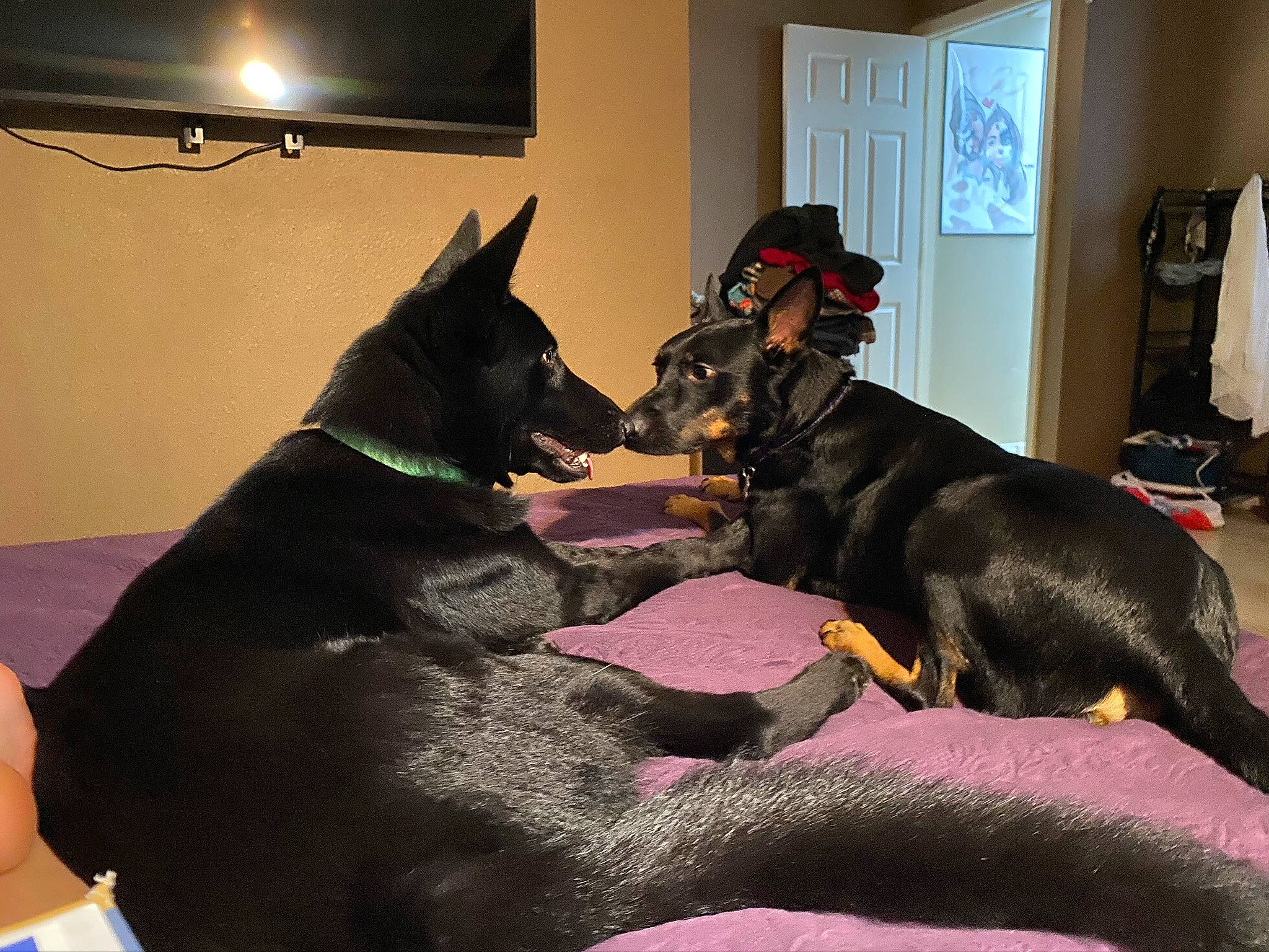 Rogue is registered to the contest to win money with this photo: canidae, carnivore, comfort, companion_dog, couch, curtain, dog, dog_breed, flooring, fur, guard_dog, non_sporting_group, picture_frame, room, sporting_group, window, working_animal, working_dog