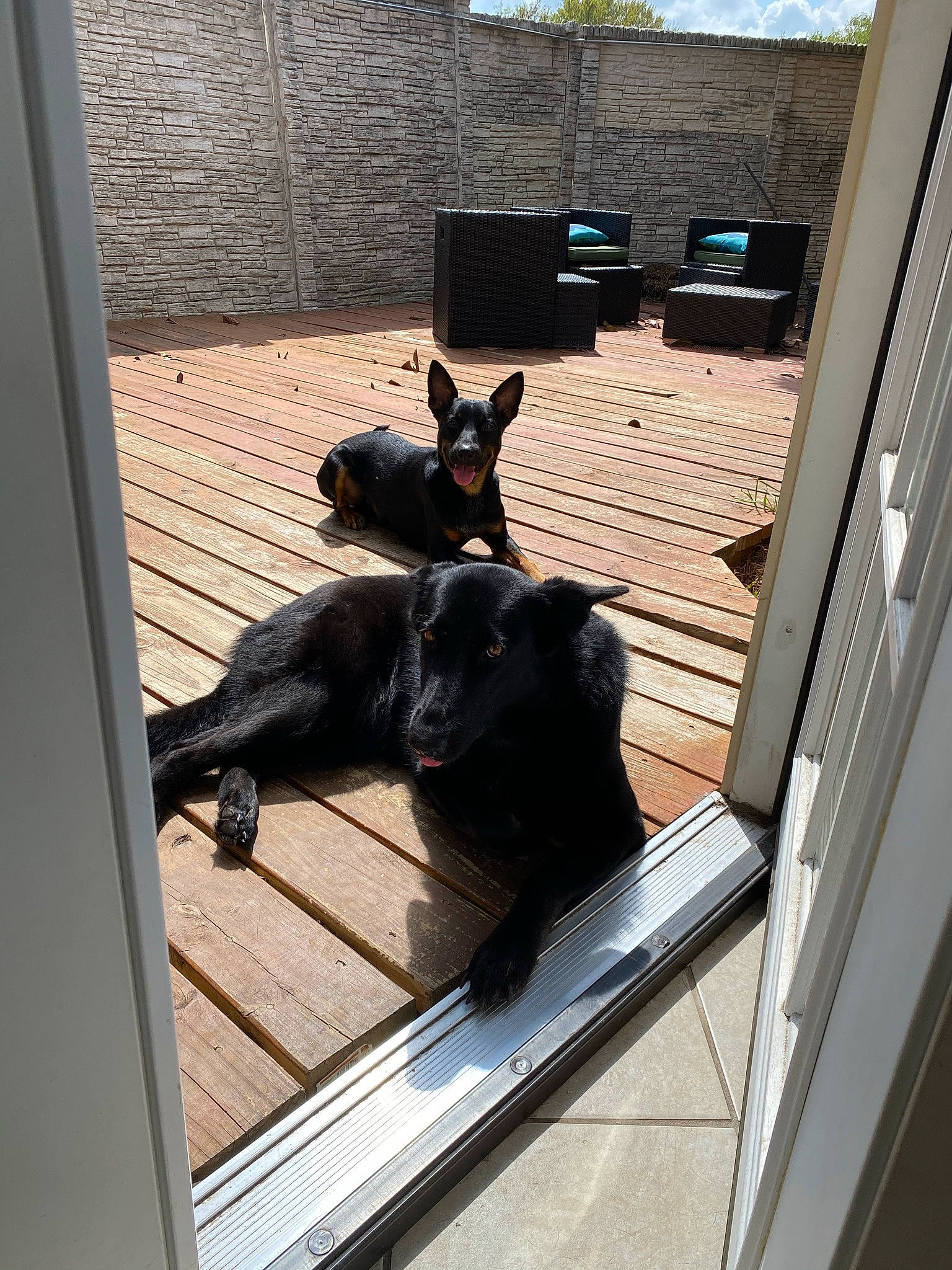 Rogue is registered to the contest to win money with this photo: canidae, carnivore, comfort, companion_dog, dog, dog_breed, fawn, felidae, flooring, fur, guard_dog, hardwood, room, small_to_medium_sized_cats, snout, sporting_group, tail, window, wood, working_animal