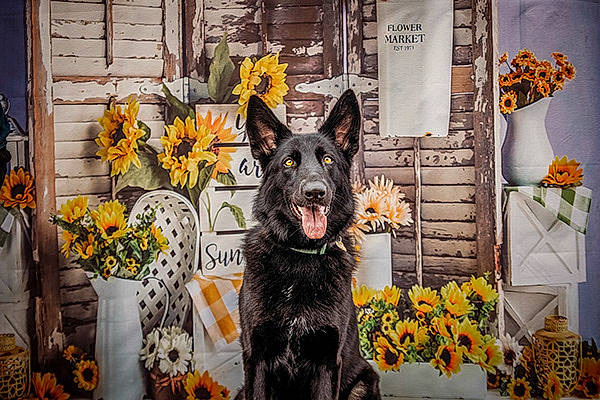 Rogue joined the competition — help win amazing prizes! art, canidae, carnivore, companion_dog, dog, dog_breed, dog_supply, door, flower, fur, guard_dog, herding_dog, mudi, orange, plant, snout, sporting_group, window, working_dog, yellow