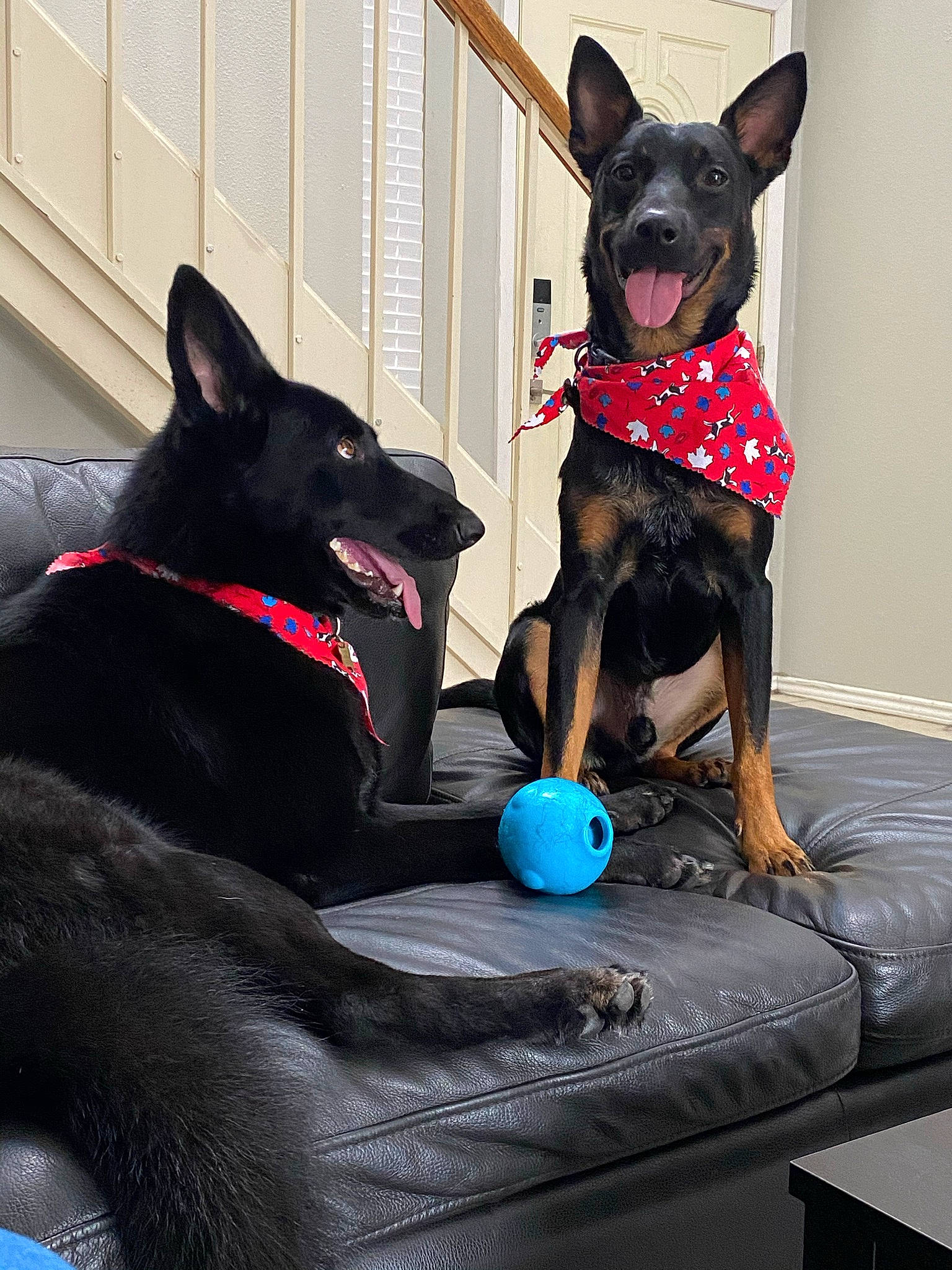 Rogue joined the competition — help win amazing prizes! black, canidae, carnivore, collar, companion_dog, dog, dog_breed, dog_collar, dog_supply, electric_blue, fashion_accessory, fawn, grey, party_hat, pet_supply, purple, snout, sporting_group, toy_dog, working_animal